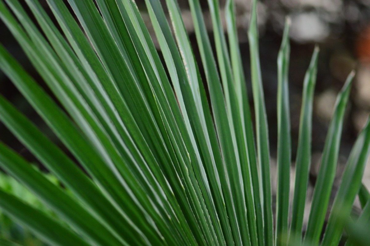 Palm Sunday of the Passion of Our Lord